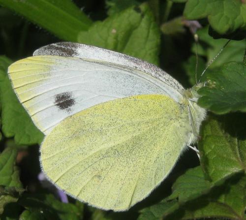 Réf. 254 712 : Pieris mannii